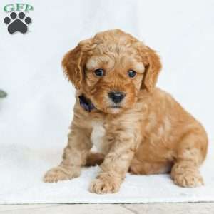Mara F1b, Cavapoo Puppy